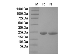 Recombinant Mouse IL-6