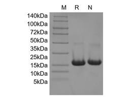 Recombinant Mouse IL-10