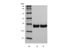 Recombinant Mouse IL-11