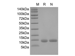 Recombinant Mouse IL-13