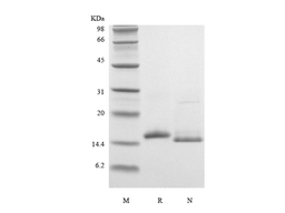 Recombinant Mouse IL-16