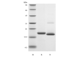 Recombinant Mouse IL-19