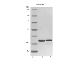 Recombinant Mouse IL-21