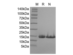 Recombinant Mouse IL-22