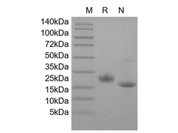 Recombinant Mouse LIF