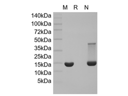 Recombinant Mouse bFGF/FGF-2