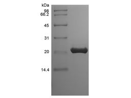 Recombinant Mouse FGF-9