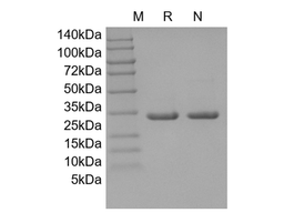 Recombinant Mouse CNTF