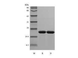 Recombinant Rat IL-1 alpha