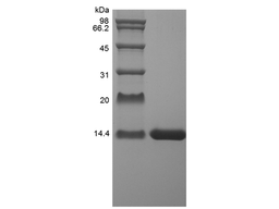 Recombinant Rat IL-2