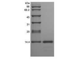 Recombinant Rat IL-4