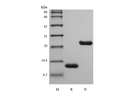Recombinant Rat IL-5