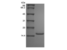 Recombinant Rat IL-9