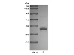 Recombinant Rat IL-10