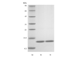 Recombinant Rat IL-13