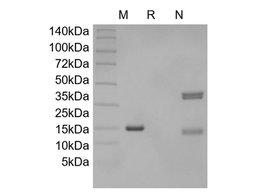 Recombinant Rat IL-17A