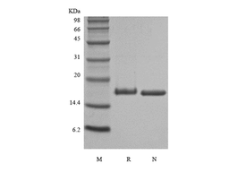 Recombinant Rat IL-21