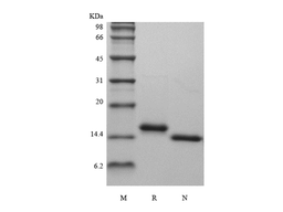 Recombinant Rat IL-22