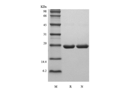 Recombinant Rat G-CSF