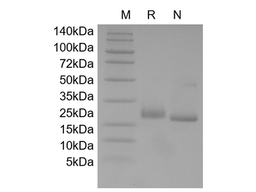 Recombinant Rat LIF