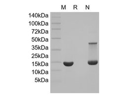 Recombinant Rat bFGF