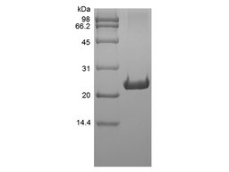Recombinant Rat FGF-9