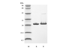 Recombinant Rat KGF-2/FGF-10