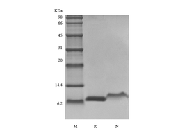 Recombinant Rat IGF-1