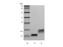 Recombinant Rat EGF
