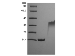 Recombinant Rat PDGF-BB