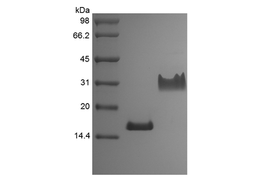 Recombinant Rat PDGF-AA