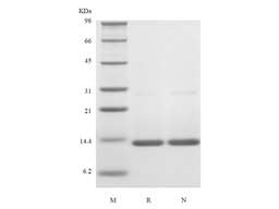 Recombinant Rat IFN-gamma