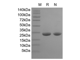 Recombinant Rat CNTF