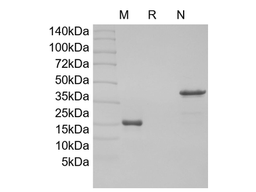 Recombinant Rat GDNF