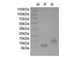 Recombinant Human ENA-78, 5-78 a.a./CXCL5