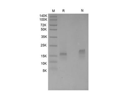 Recombinant Human MIG/CXCL9
