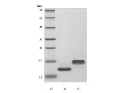 Recombinant Human IP-10/CXCL10