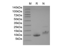 Recombinant Human MCP-1/CCL2