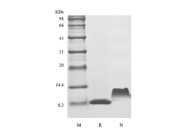 Recombinant Human TARC/CCL17