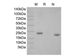 Recombinant Mouse Prolactin