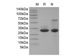 Recombinant Human SHH