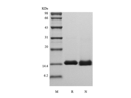 Recombinant Human Galectin-1