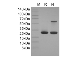 Recombinant Mouse SHH