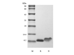 Recombinant Human IGF-1, 15N