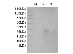 Recombinant Human BD-2