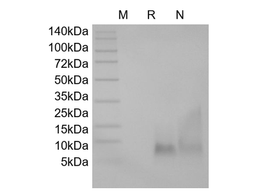 Recombinant Human BD-3