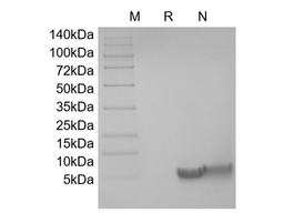 Recombinant Human BD-4