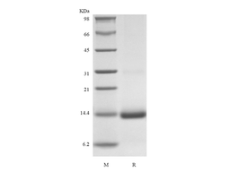 Recombinant Rhesus Macaque GM-CSF