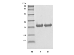 Recombinant Rat FGF-21