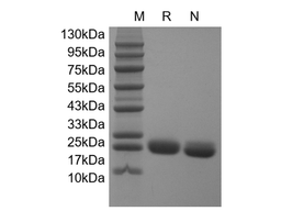 Recombinant Human IL-6